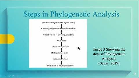 Phylogenetic Relationships in Bioinformatics