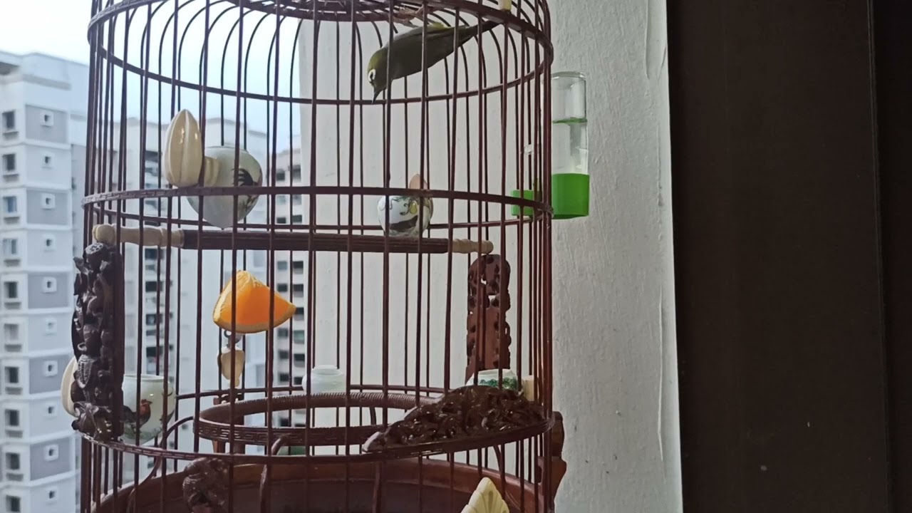 ayam head buka puteh