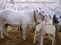 King Of Sibbi & Black Panther Jamal Cattle Farm 2011