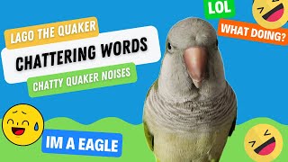 Lago the Quaker Parrot Chattering Words | TALKING PARROT NOISES by Lago The Quaker 959 views 1 year ago 1 minute, 23 seconds
