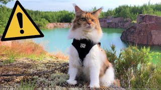 Maine Coon Cat: Found a Massive Abandoned Quarry by The Explorer Cat 5,319 views 3 years ago 2 minutes, 39 seconds