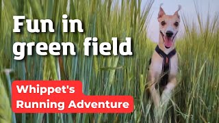 Whippet's run fun in the green field 🤩 by One Dog Show 52 views 10 months ago 1 minute, 36 seconds