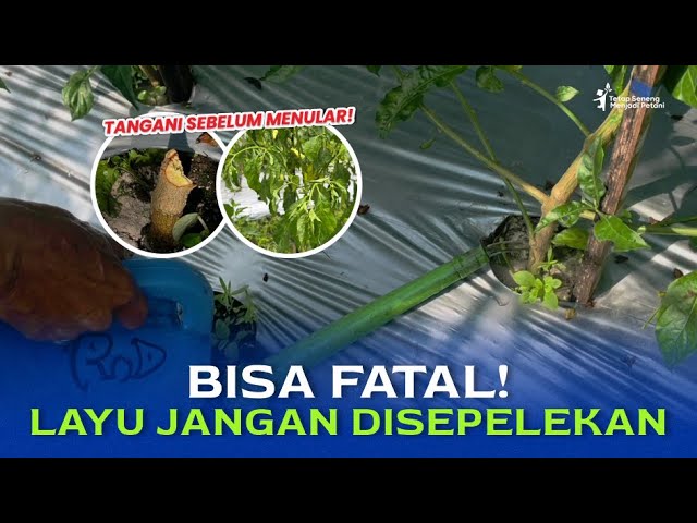 Penanganan Layu Fusarium supaya Tidak Menular | Metode Seneng Tani Part 7 class=