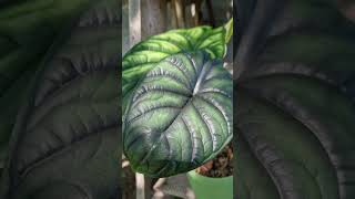 АЛОКАЗИЯ Шкура Дракона. Alocasia Dragon Scale #Dragon_Scale #Alocasia