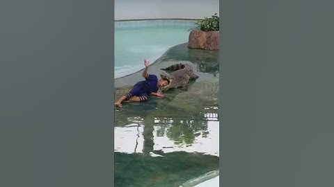 Alligator attacks performance