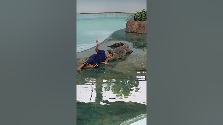 Alligator attacks performance