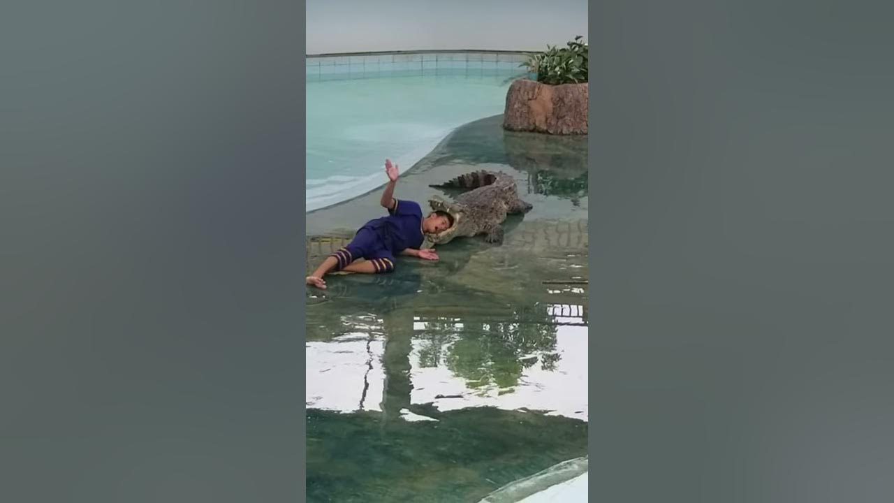 Alligator attacks performance Alligator attacks performance
