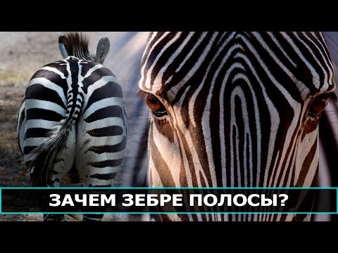 Почему зебра полосатая?