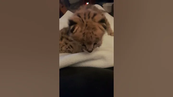 Watch the video about Serval kitten lap babys