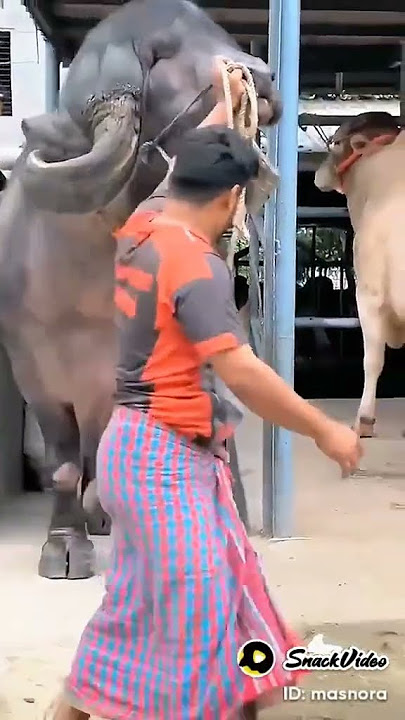 Heboh Sapi Kurban Pak Jokowi #shorts