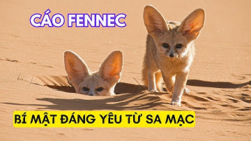Cáo Fennec - Bí Mật Đáng Yêu Từ Lòng Sa Mạc