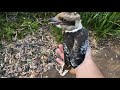 Baby Kookaburra