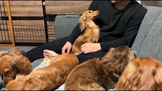 【ダックス】散歩に行けない雨の日に、つまんなそうにしているワンコ達と...5 dachshund dogs How to play on a rainy day