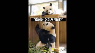[4K] 후이야 거기서 뭐해?🐼 (26.3.7)