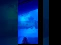 Акулы под ногами. Стеклянный пол в лондонском  Аквариуме.