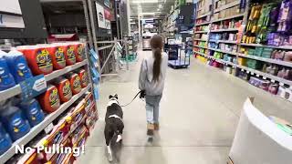 Patches - 6 Year Old - Pitbull - 2 Week Board & Train w/ Chip “CanineTrainer” Gray by Off Leash K9 Training - Lexington 149 views 3 months ago 5 minutes, 37 seconds