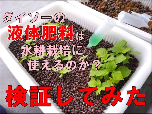 ダイソー 100均 の液体肥料は水耕栽培に使える Youtube