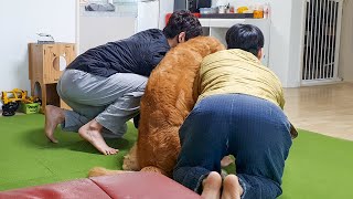 Why Three Men Kneel Because of Cats by 망치와응팔 26,797 views 1 year ago 8 minutes, 17 seconds