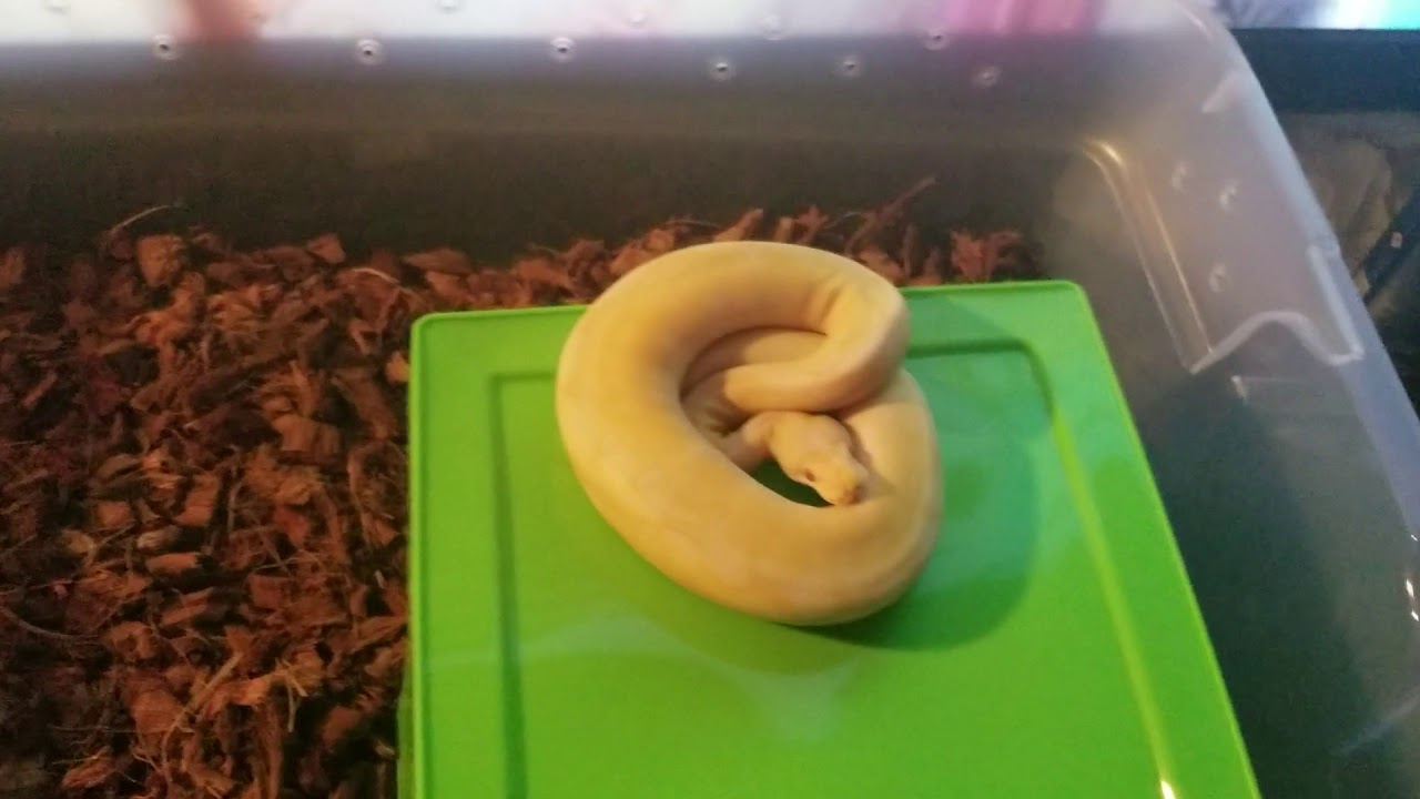 snakes eating dogs Live feeding