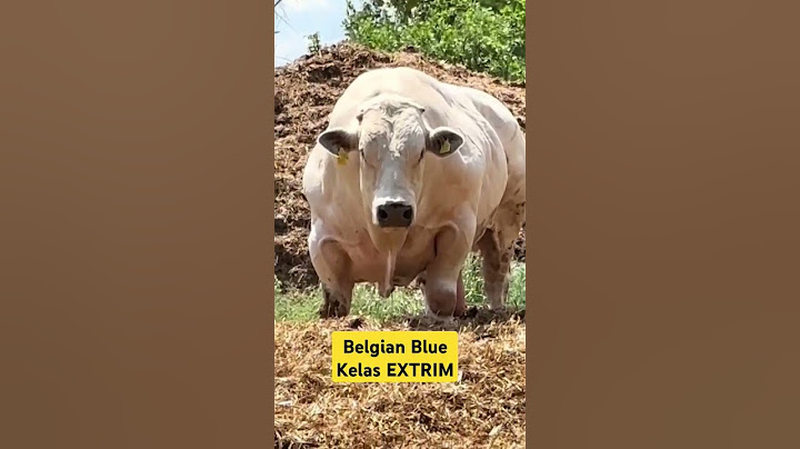 Sapi Belgian Blue Kelas Extrim #sapikontes #sapijumbo #sapibelgianblue