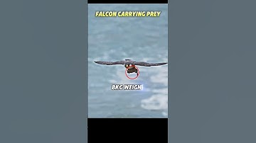 Peregrine Falcon vs Eagle😱😳 #trending #shorts #animals #falcon #eagle #speed #birds