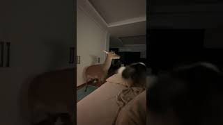 Pet Deer and Dog Compete for Owner's Attention