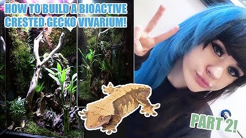How To Build A Bioactive Crested Gecko Vivarium! (PART 2)