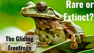 Ecnomiohyla: The Gliding Frogs of Central America