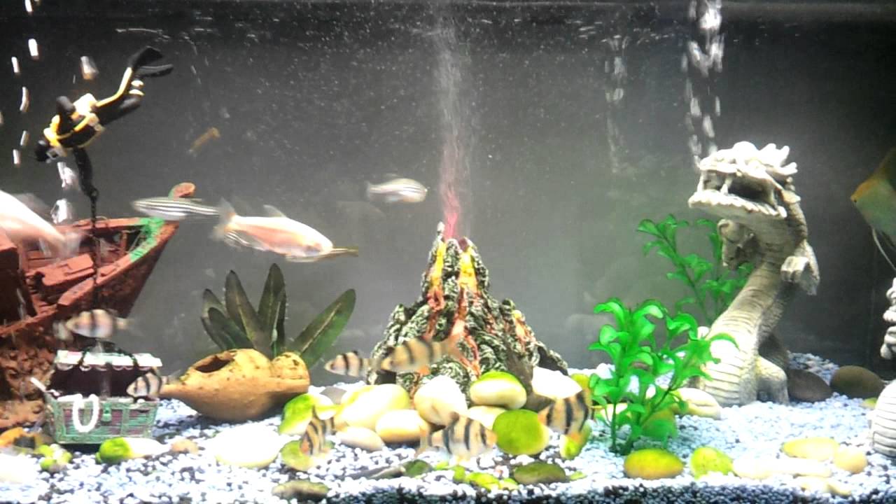 Il mio acquario video 2 - YouTube