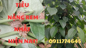 "Giống Tiêu Bầu Mây Chuẩn F1 – Năng Suất Cao, Kháng Bệnh Tốt | Mua Ở Đâu Uy Tín?"