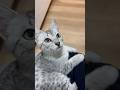 Emerald Eyes ✨💎 Egyptian Mau Beauty #egyptianmau #kitten #cat #pets #cute