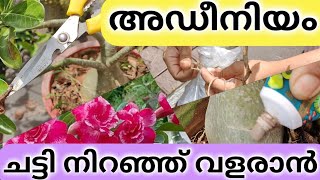 Adenium Plant Care l ഇതുപോലെ ചെയ്താൽ അടീനിയം നശിച്ചു പോകില്ല l Complete Care