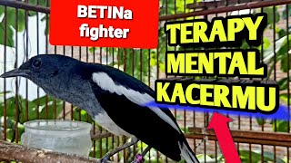 pancingan suara kacer betina gacor memanggil jantan ampuh mengatasi kacer susah bunyi #kacerbetina