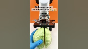 Cabbage A Hidden World Under the Microscope – Bacteria Close-Up #microscope #science #biology