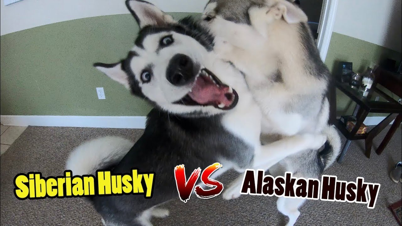 what is the difference between an alaskan husky and a siberian husky