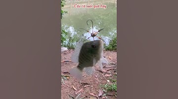 #shorts Câu Cá Suối Quá Hay #youtubeshorts #caucatv2 #cauca #caucasuoi