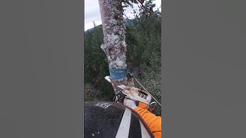 Zip line #shorts #treeremoval #arborist #treework #treecutting #zipline #speedline #stihl #gopro