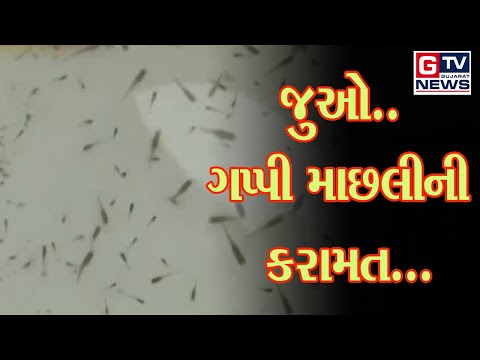 બનાસકાંઠા:-  જુઓ..ગપ્પી માછલીની કરામત...