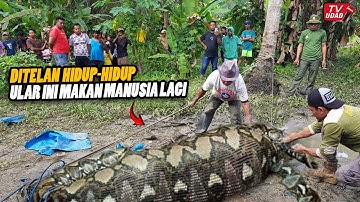 Sulawesi Gempar!! Lagi-lagi Ular Piton Raksasa Ditemukan Memangsa Manusia, Warga Sekampung Histeris