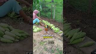 Panen Jagung Manis Pertama di Kebun Receh