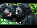 Melee & Brawl | Animal Armory | Episode 2 | Free Documentary Nature