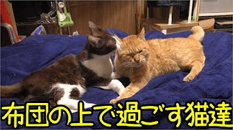 ねこ南瓜チャンネルリスト