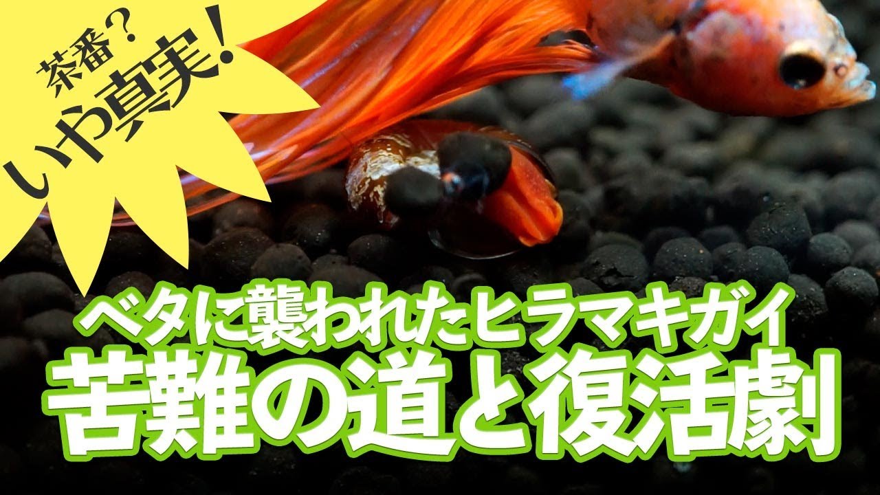 茶番 ベタに襲われたヒラマキガイの復活劇 Youtube 茶番 ベタに襲われたヒラマキガイの復活劇 Youtube