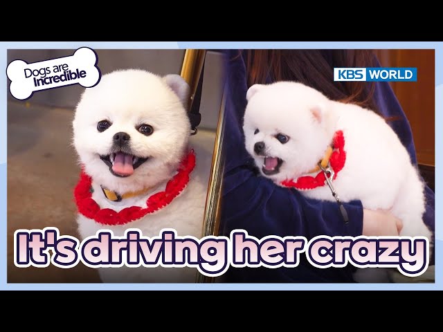 Our trainee hesitates for a moment😯 [Dogs Are Incredible : EP.218-3] | KBS WORLD TV 240507 class=