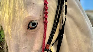 Horse Raqs e Bismil?Gujjar⭐️clubkhukhahorseloversupport my youtubechannelmy all friendsgujjar