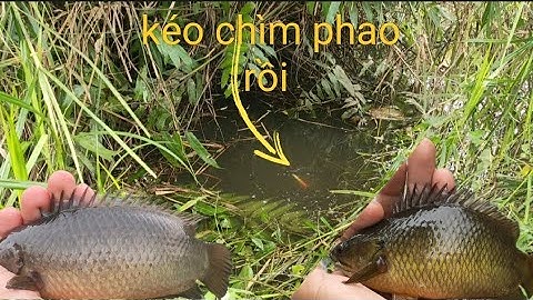 Tập 163 - Câu Cá Rô Đồng - Nước Ngập Tràn Bờ Đi Câu Cá Ăn Giật Mà rung Tay. @caucatv186.