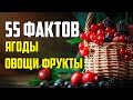 55 ФАКТОВ ПРО ЯГОДЫ, ФРУКТЫ И ОВОЩИ, В КОТОРЫХ ЛЕГКО ЗАПУТАТЬСЯ