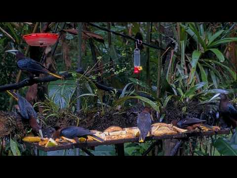Oropendola Party On The Panama Fruit Feeder Cam | August 31, 2026
