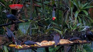 Oropendola Party On The Panama Fruit Feeder Cam | August 31, 2026