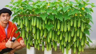 My Hidden Trick to Grow More Cucumbers in Plastic Bottles
